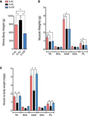 Effects of Aging and Caloric Restriction on Fiber Type Composition, Mitochondrial Morphology and Dynamics in Rat Oxidative and Glycolytic Muscles